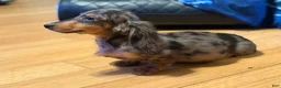 Miniature Dachshund dogs for sale: AKC Russian- Pra clear sale - Ad 11