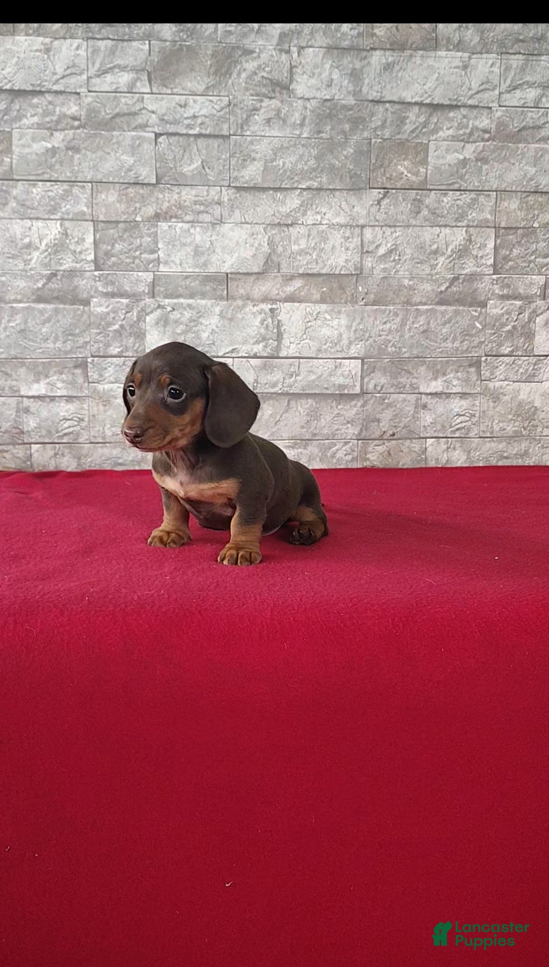Miniature Dachshund dogs Layla - Ad 2