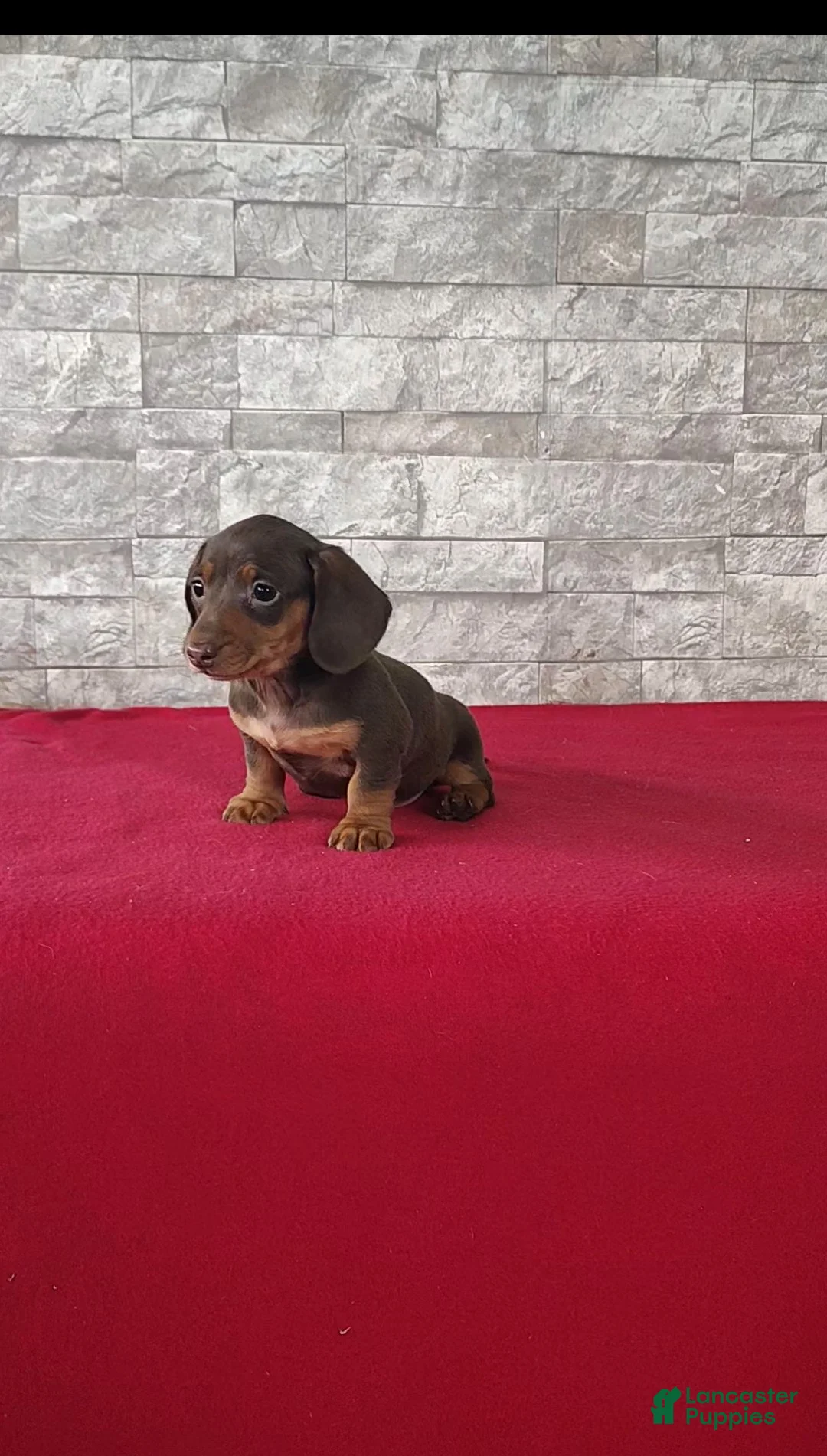 Miniature Dachshund dogs for sale: Layla - Ad 2