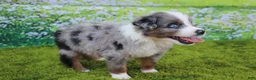 Australian Shepherd dogs for sale: Loki - Ad 4