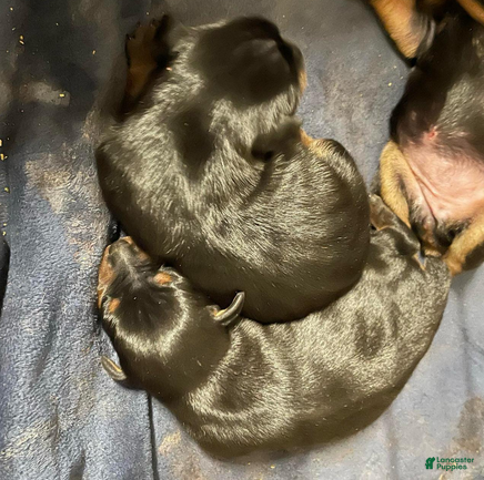 Miniature Pinscher dogs Porter - Ad 2