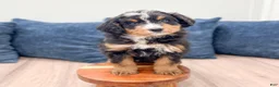Mini Bernedoodle dogs for sale: Benji - Ad 2