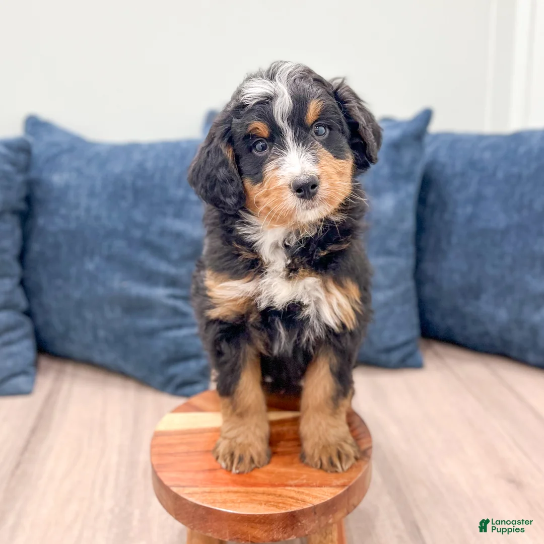 Mini Bernedoodle dogs for sale: Benji - Ad 2