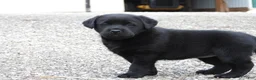 Labrador Retriever dogs for sale: Labrador Retriever Puppy 3 - Ad 9