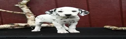 Dalmatian dogs for sale: Jasmine - Ad 3