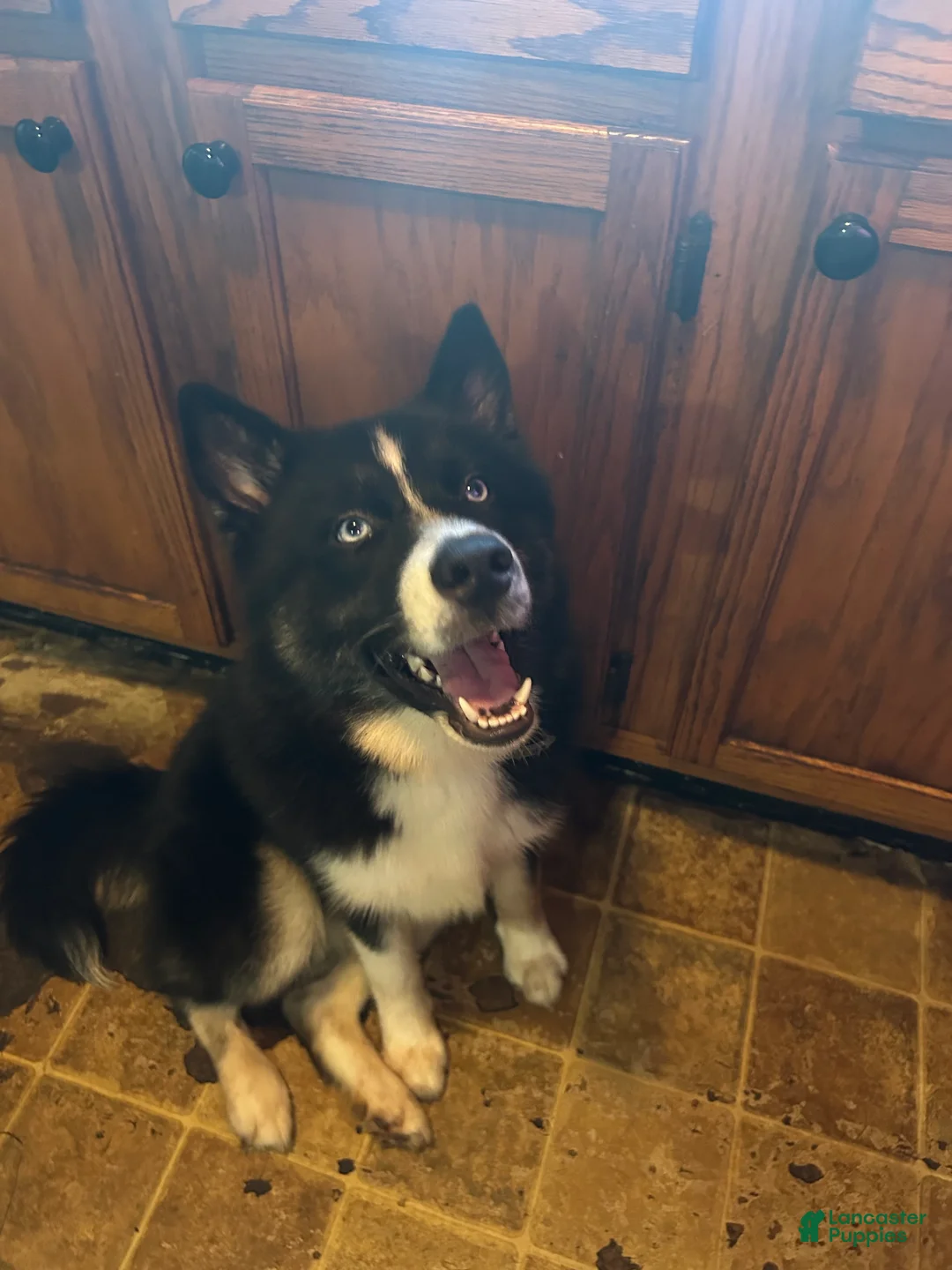 Siberian Husky dogs for sale: Tink FEMALE  - Ad 1