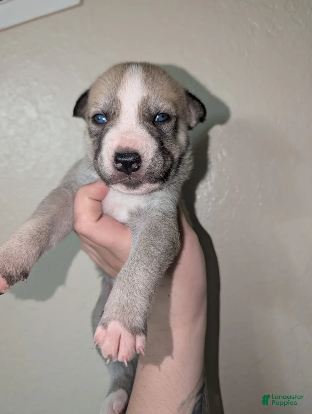 Pitsky dogs for sale: Celia - Ad 5