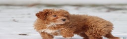 Toy Poodle dogs for sale: Scotty - Ad 3