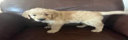 Golden Retriever dogs for sale: Aspen - Ad 3