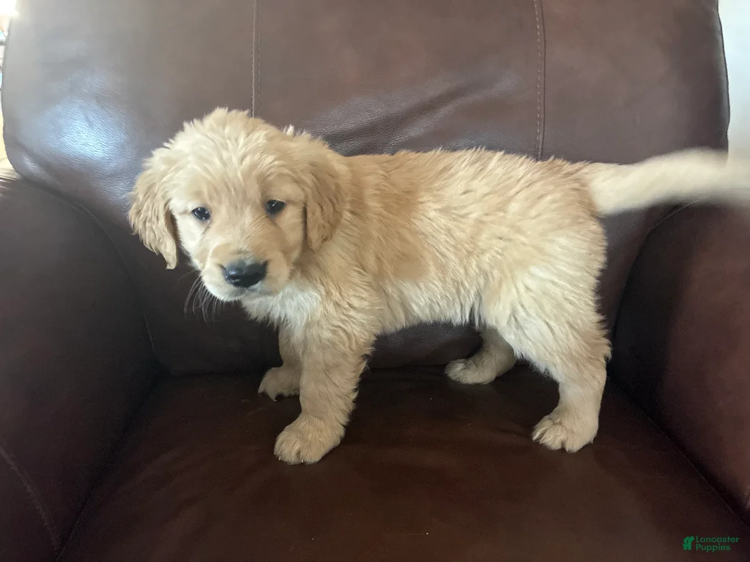 Golden Retriever dogs for sale: Aspen - Ad 3