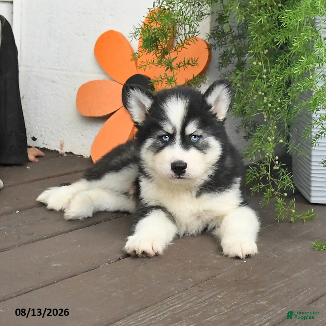 Gerberian Shepsky dogs for sale: Fritz - Ad 2
