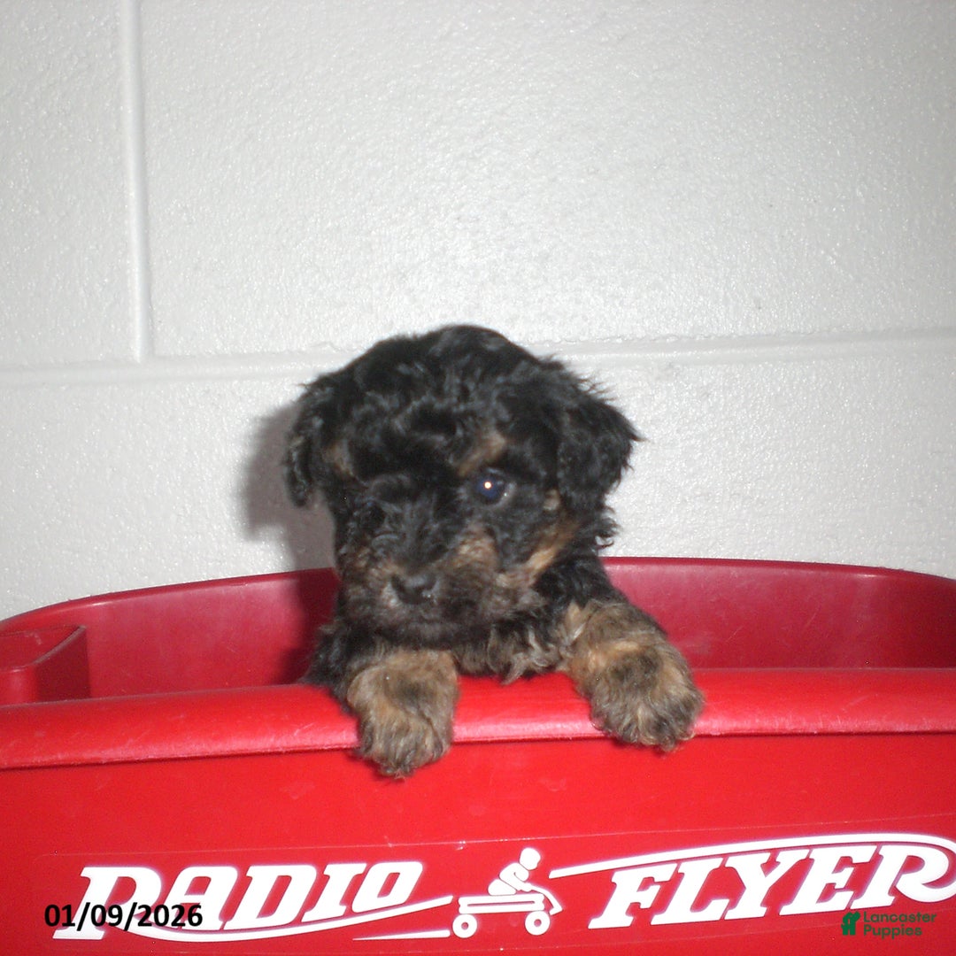 Yorkiepoo dogs for sale: Abby - Ad 19