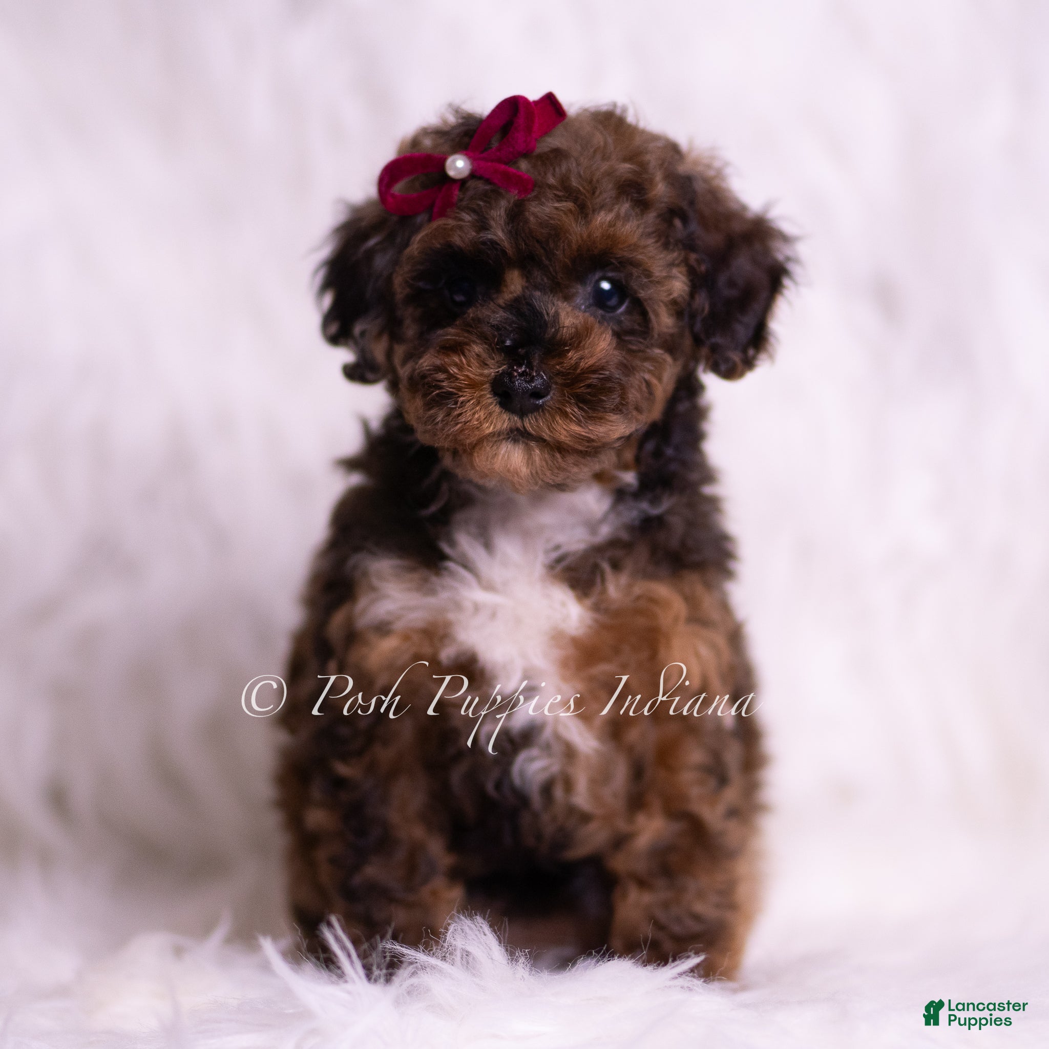 Toy Poodle dogs Mandy - Ad 1