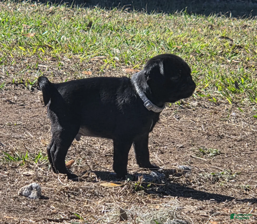 Pug dogs for sale: Frankie  - Ad 3