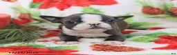 Boston Terrier dogs for sale: Hazel - Ad 4
