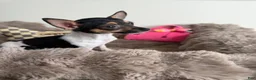 Chihuahua dogs for sale: “Saint” Male Chihuahua  - Ad 6
