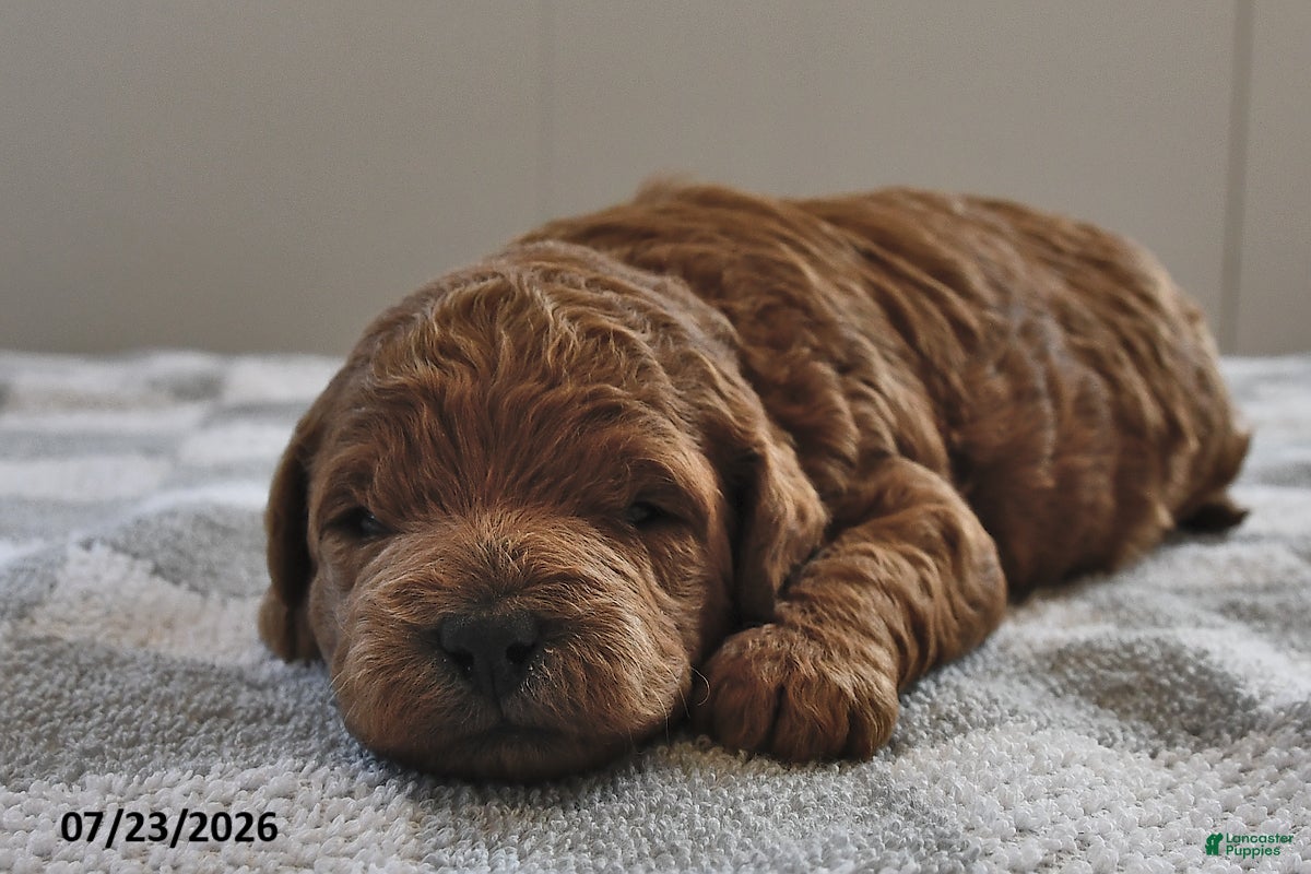 Mini Goldendoodle dogs Oliver - Ad 2