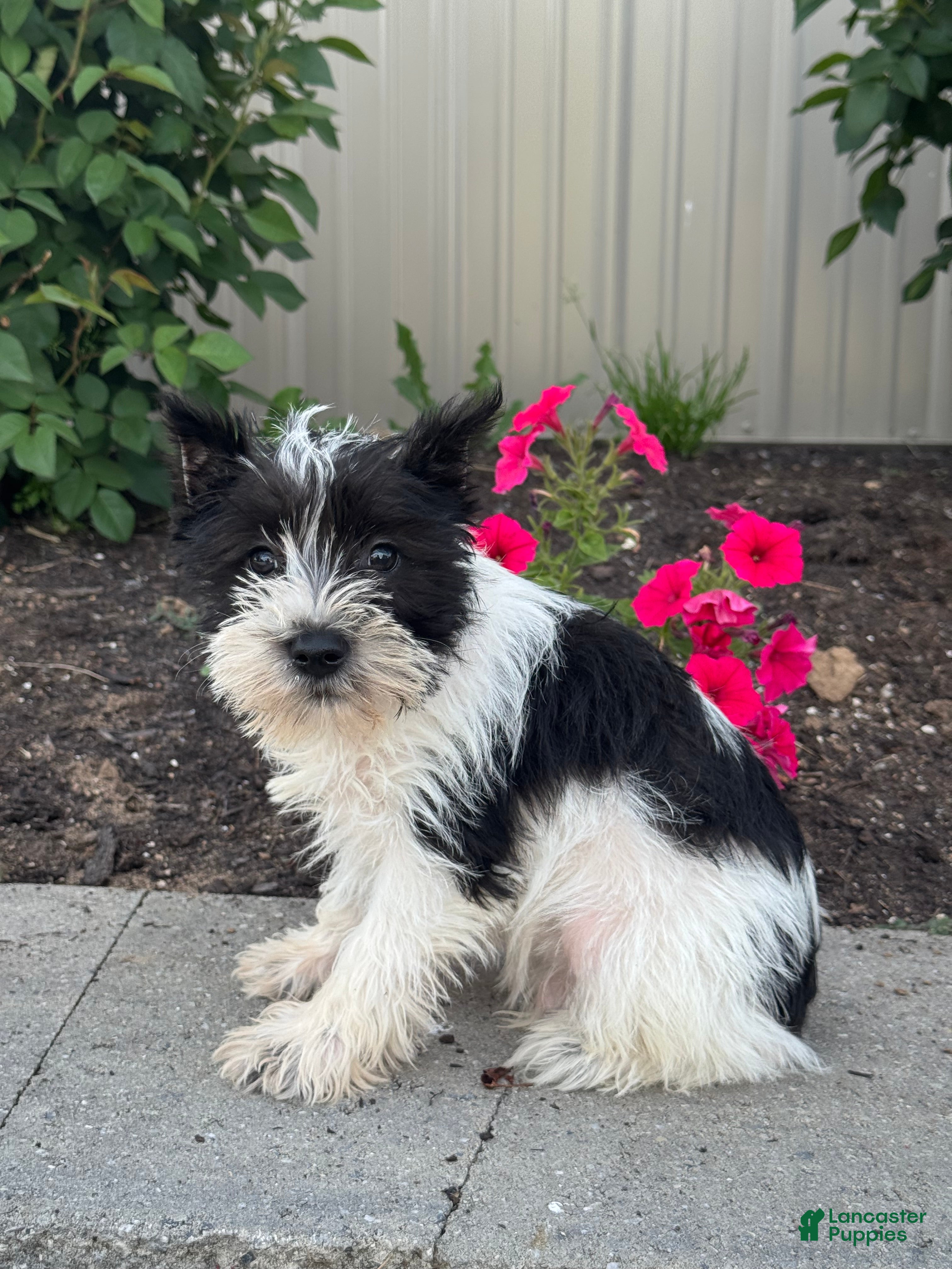 Miniature Schnauzer dogs Mack 🦃 - Ad 12