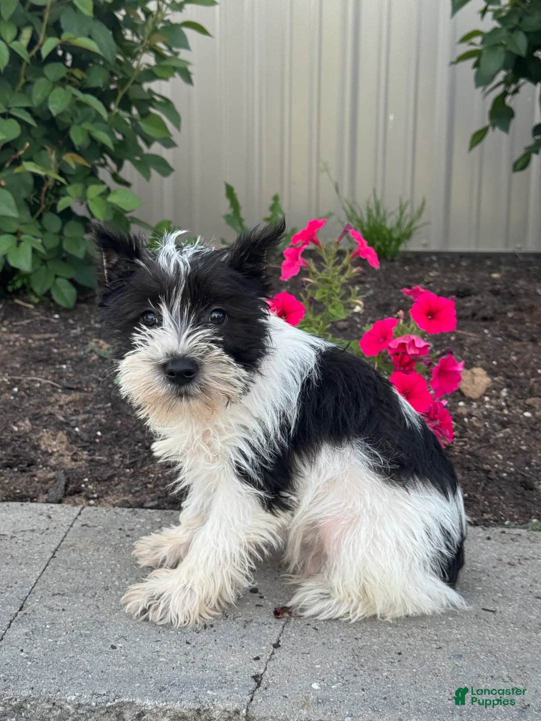 Miniature Schnauzer dogs for sale: Mack 🦃 - Ad 1