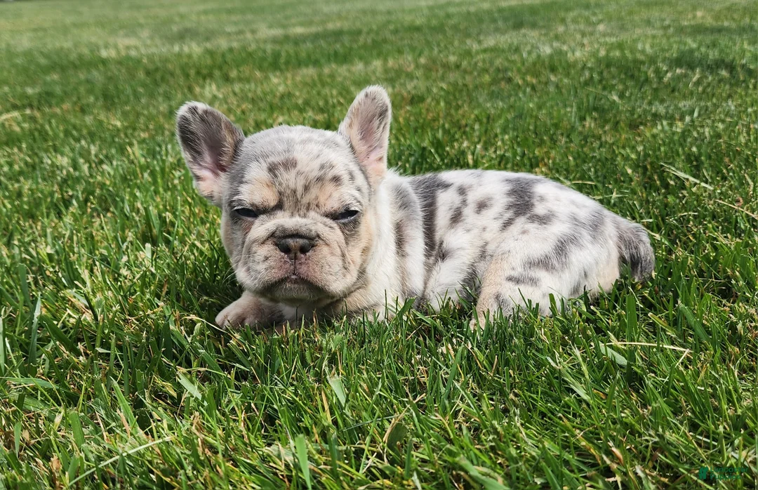 French Bulldog dogs for sale: Jamie  - Ad 2