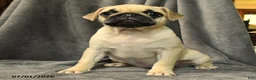 Pug dogs for sale: Lucy - Ad 5