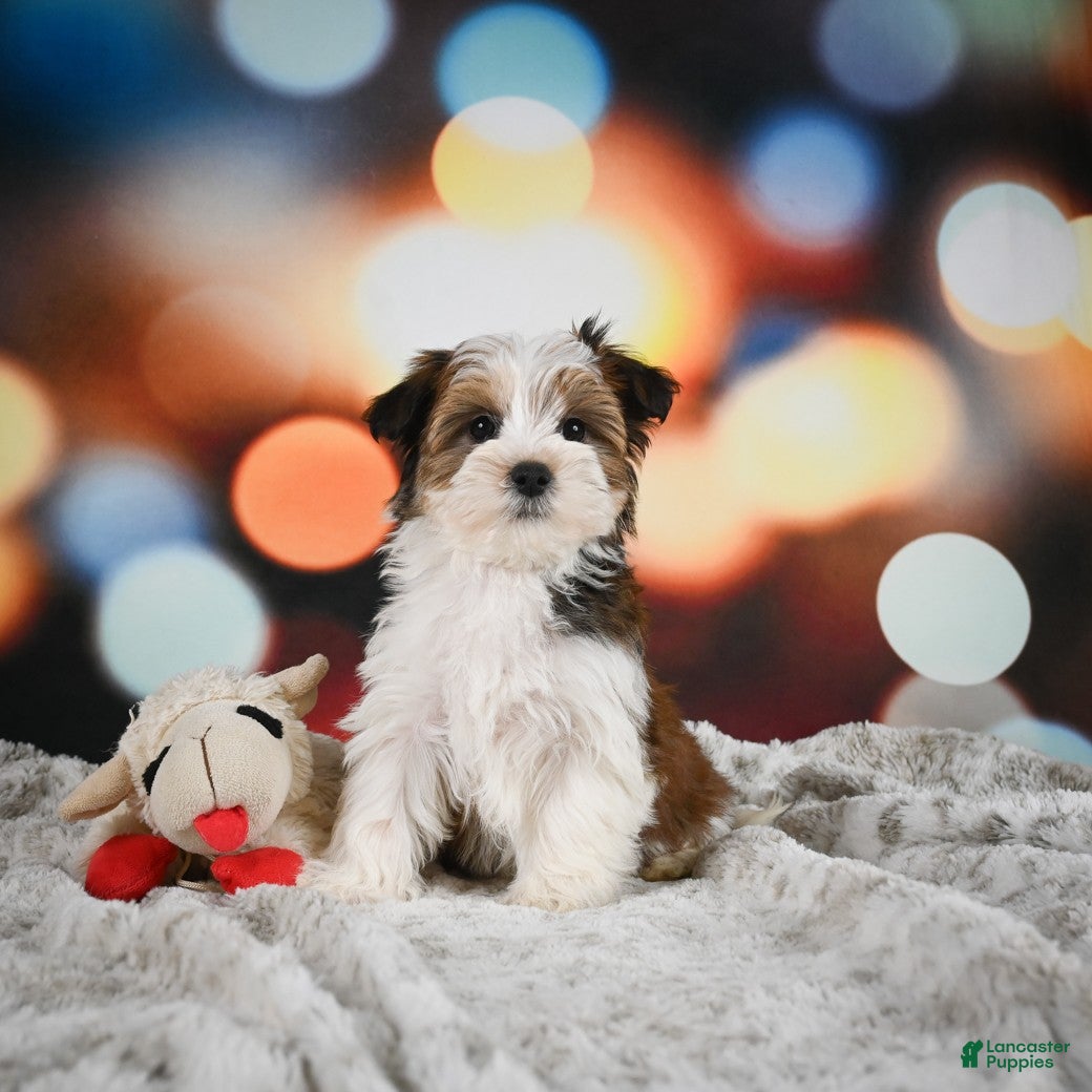 Morkie dogs Diego - Ad 2