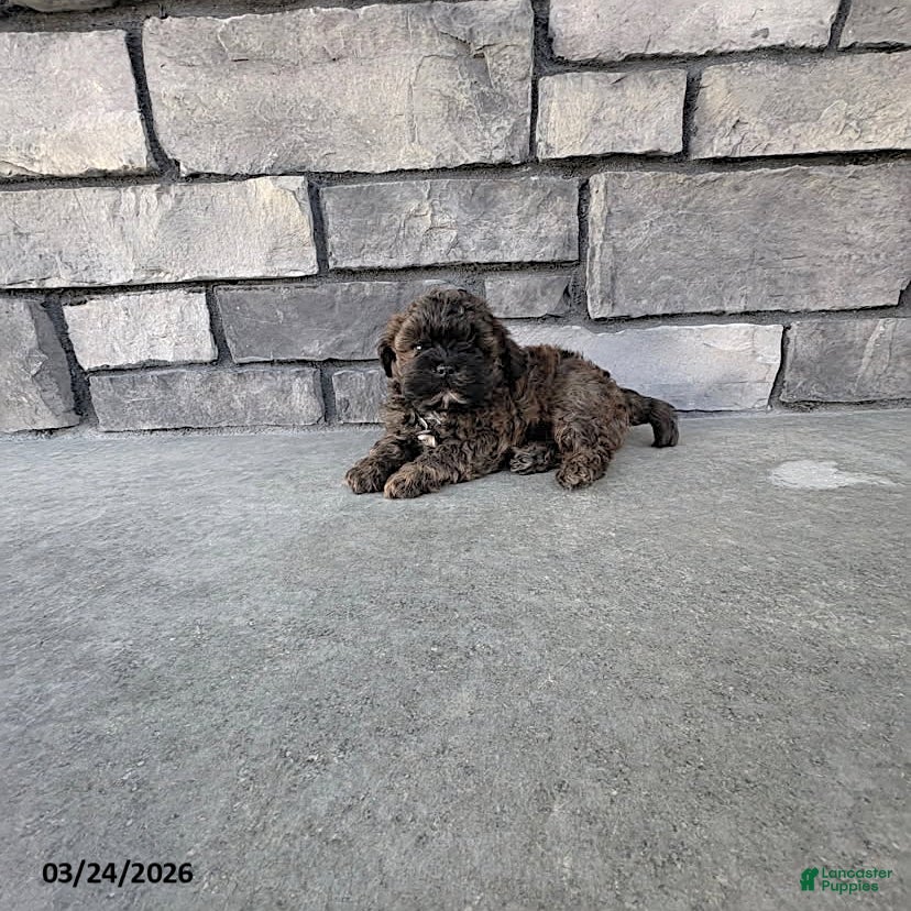 Shihpoo dogs Marley - Ad 2