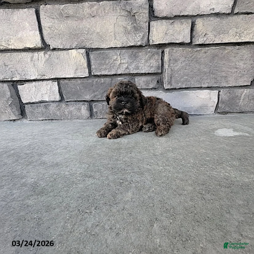 Shihpoo dogs for sale: Marley - Ad 2