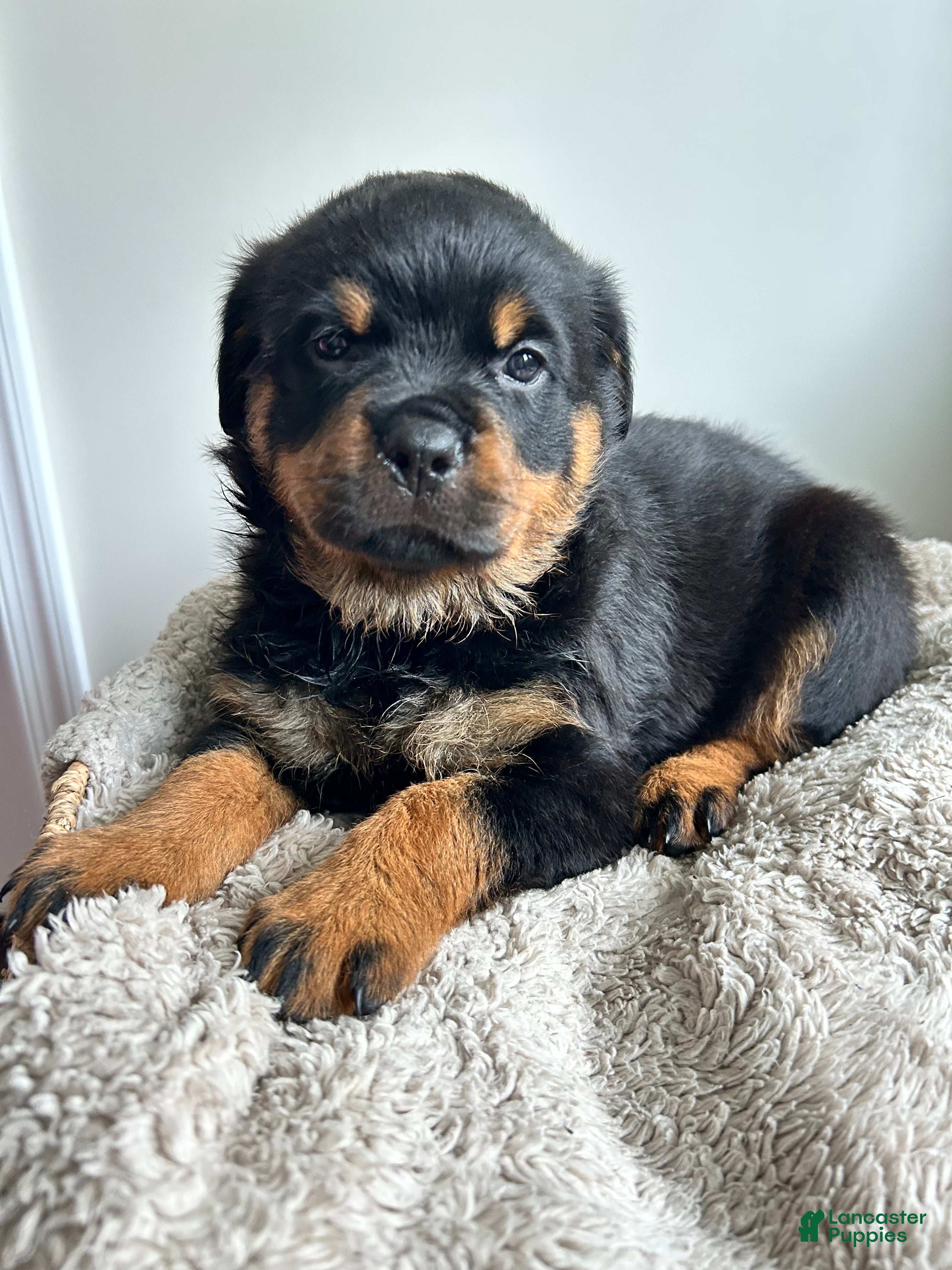 Rottweiler dogs Daisy - Ad 2