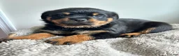 Rottweiler dogs for sale: Daisy - Ad 2