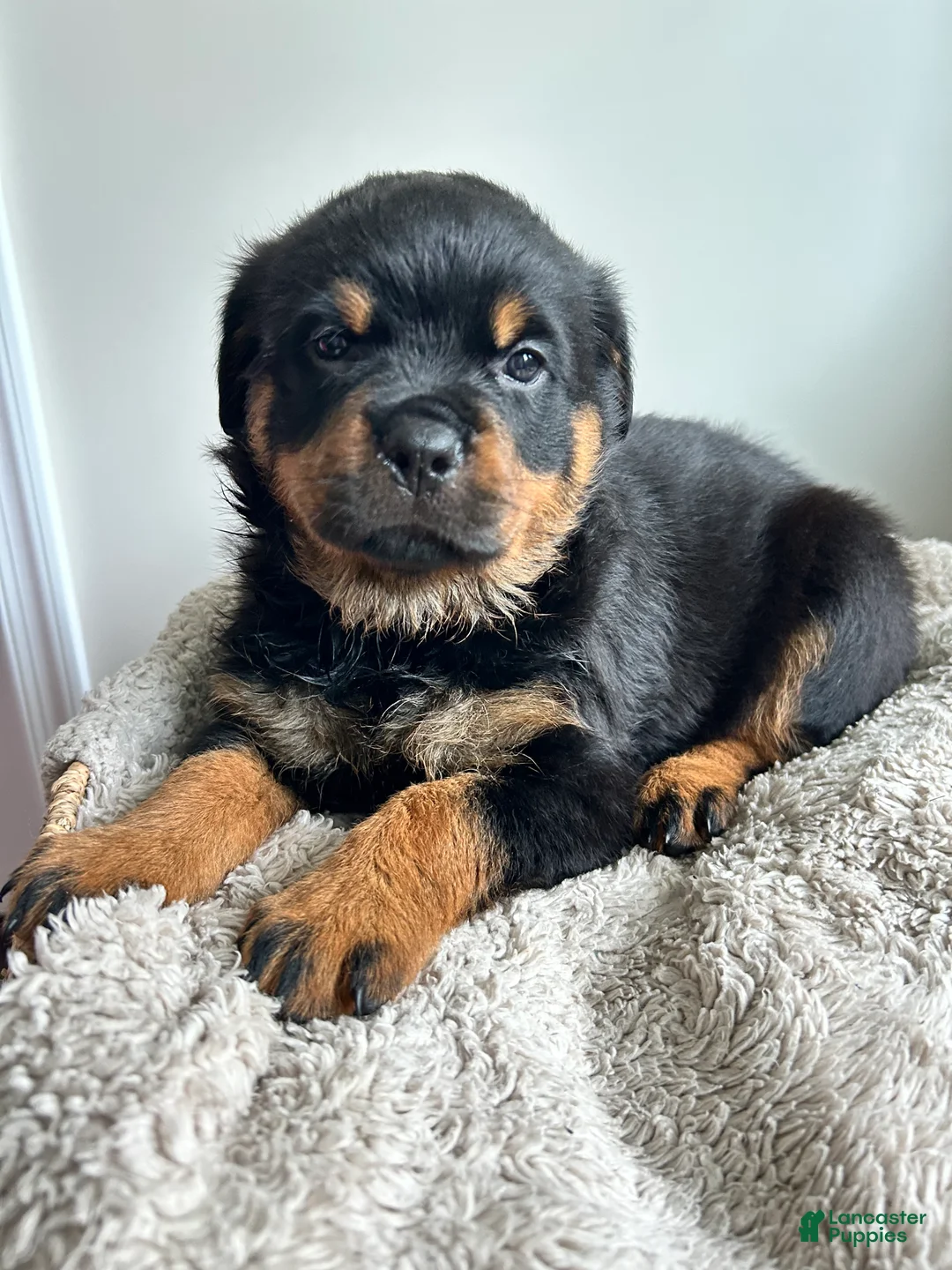 Rottweiler dogs for sale: Daisy - Ad 2