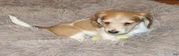 Miniature Dachshund dogs for sale: Whyatt - Ad 7