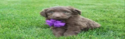 Mini Aussiedoodle dogs for sale: Charlie - Ad 2