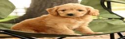 Mini Goldendoodle dogs for sale: Maizey - Ad 8