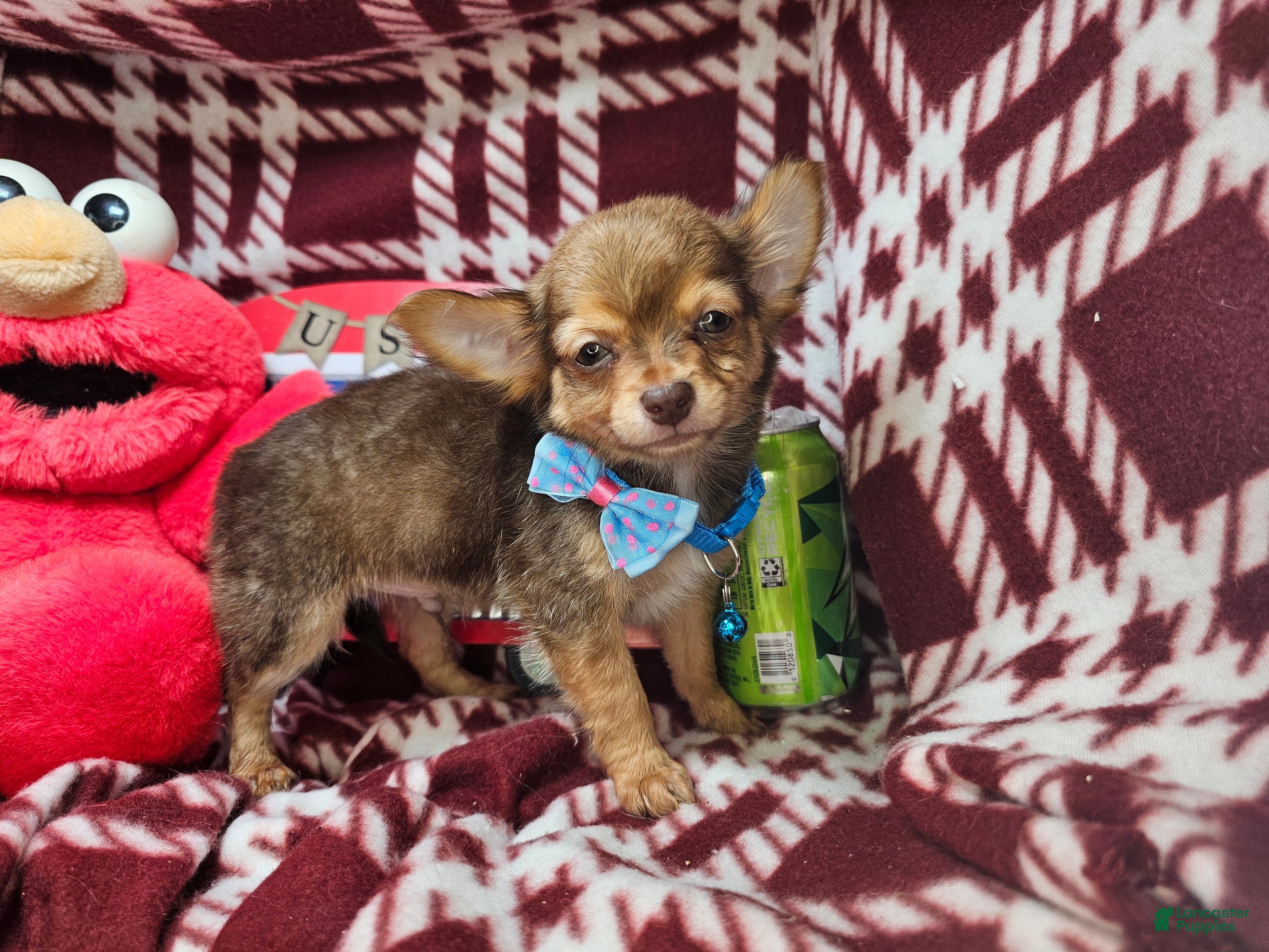Chihuahua dogs Odiss (longcoat cocoa) - Ad 41