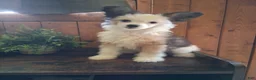Chinese Crested dogs for sale: Chinese Crested 1 - Ad 8
