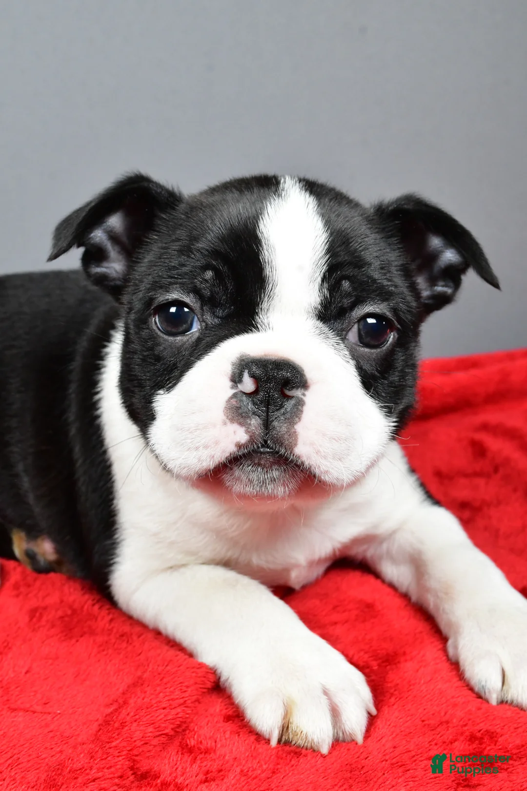Boston Terrier dogs for sale: Kobe - Ad 7