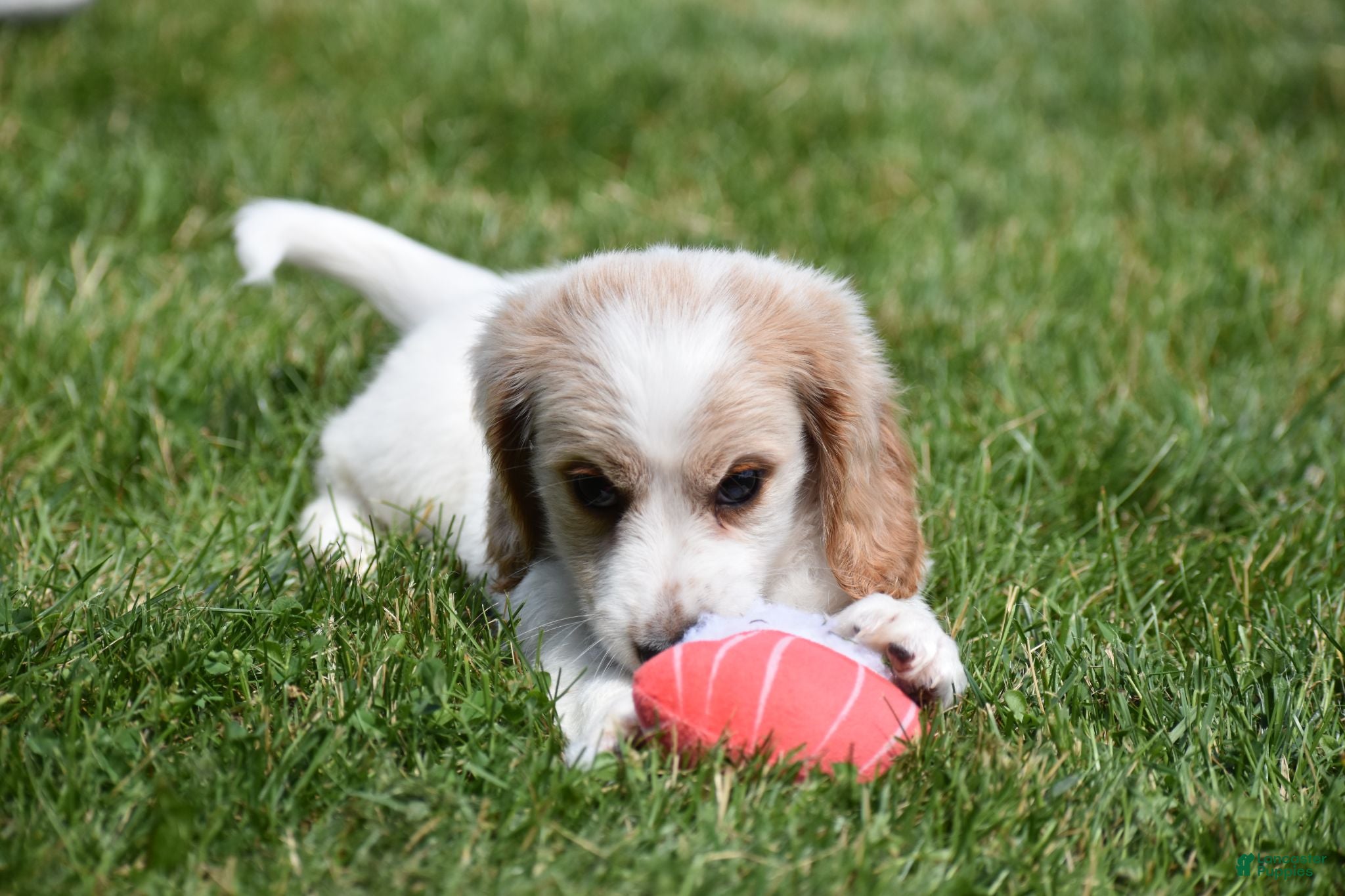 Miniature Dachshund dogs Biscuit - Ad 2