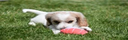 Miniature Dachshund dogs for sale: Biscuit - Ad 2