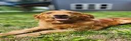 Mini Goldendoodle dogs for sale: Mini Goldendoodle 2 - Ad 3