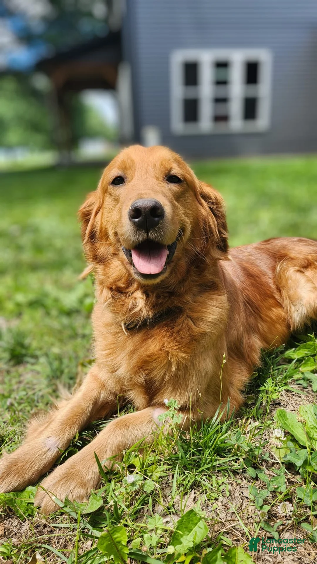 Mini Goldendoodle dogs for sale: Mini Goldendoodle 2 - Ad 3