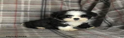 Shih Tzu dogs for sale: Tulip - Ad 3