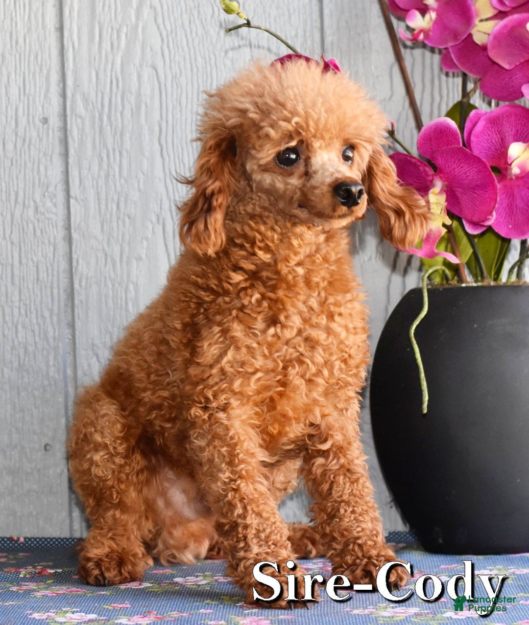 Miniature Poodle dogs for sale: Fargo - Ad 8