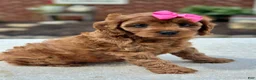 Cavapoo dogs for sale: Cavapoo 4 - Ad 4