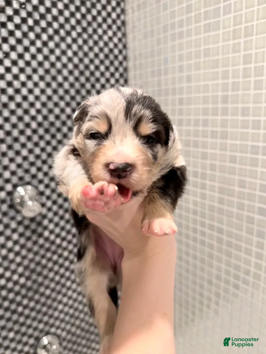 Australian Shepherd dogs for sale: Chanel - Ad 4