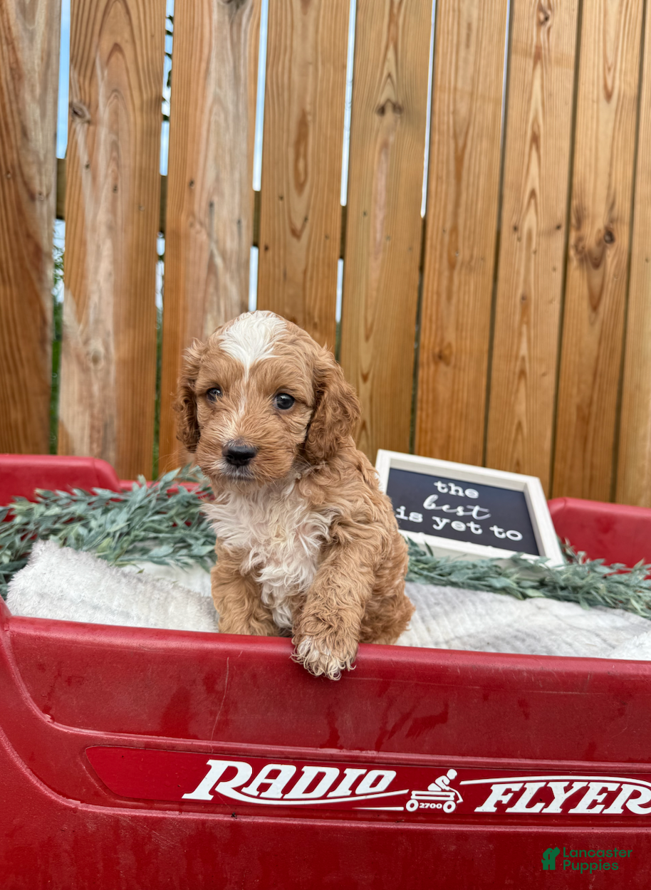 Cockapoo dogs Bennett - Ad 1