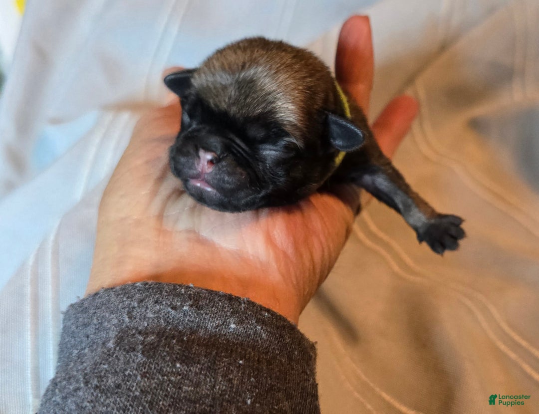 Pug dogs for sale: Francine - Ad 2