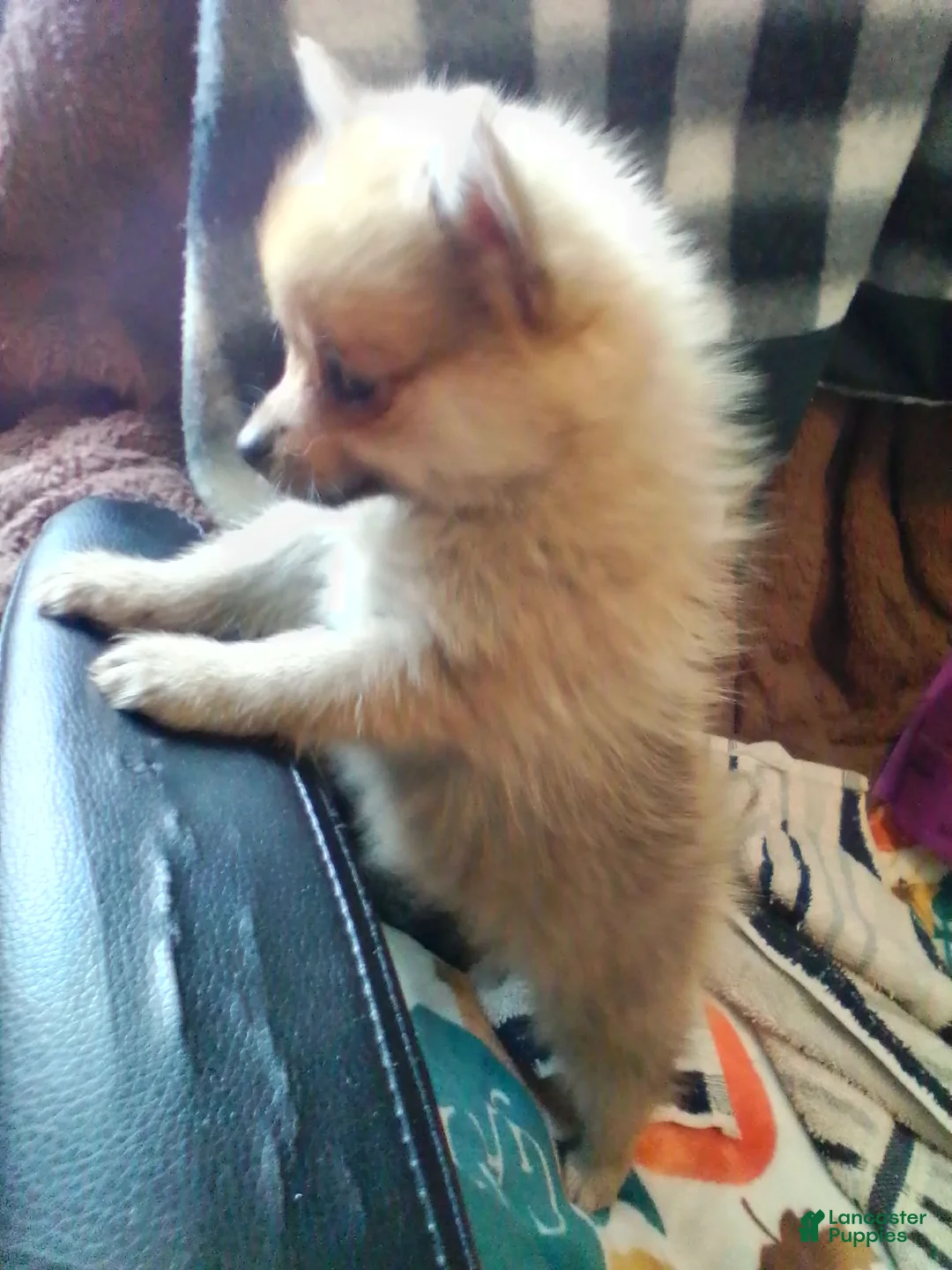 Mixed Breed dogs for sale: Mixed Breed Puppy 1 - Ad 3