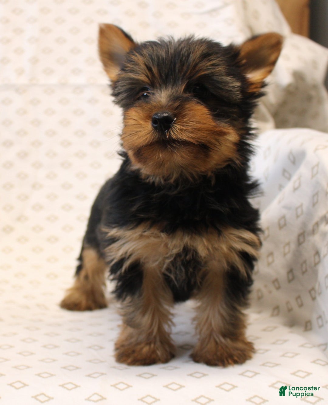 Yorkshire Terrier dogs for sale: Diamond - Ad 7