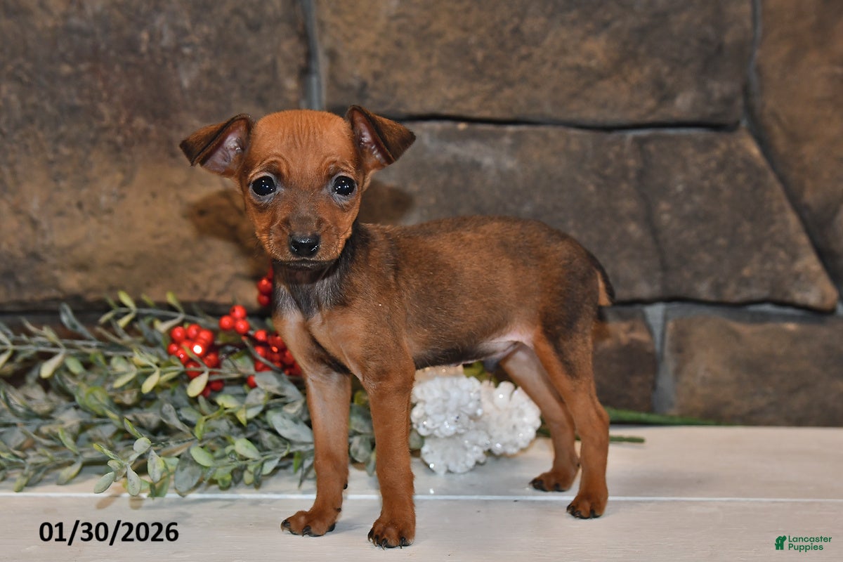 Miniature Pinscher dogs Ace - Ad 2